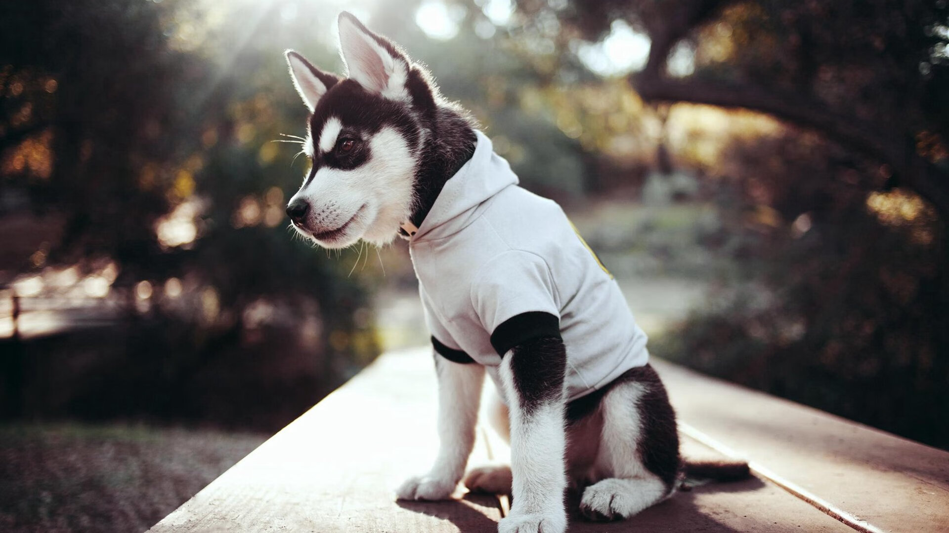 平凡英雄与命运转角—2026世界杯之夜，厄德高为自己加冕