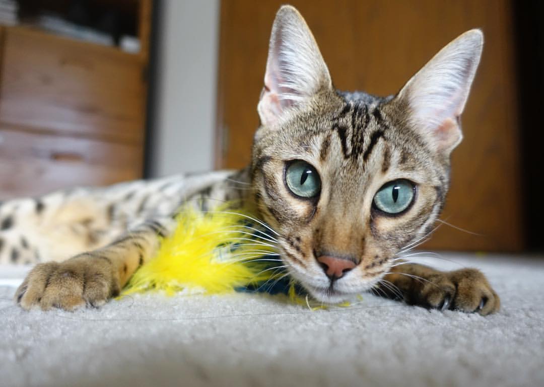 莫兰特化身关键先生!深圳队险胜老鹰终结对手连胜