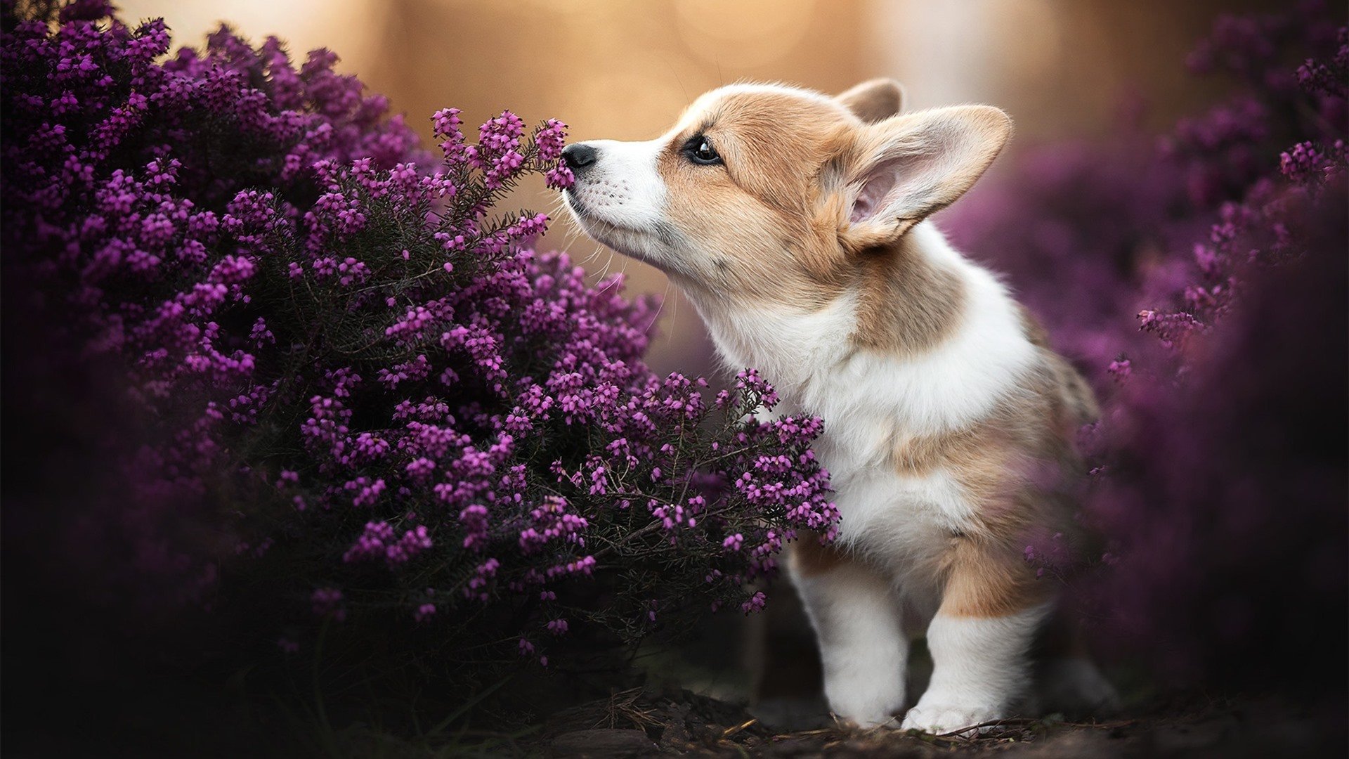 当希腊神话降临NBA，利物浦式绝杀改写季后赛版图