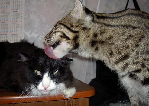 奥亚尔萨瓦尔爆发,塞内加尔强行终结新西兰—足球赛场的双重震撼