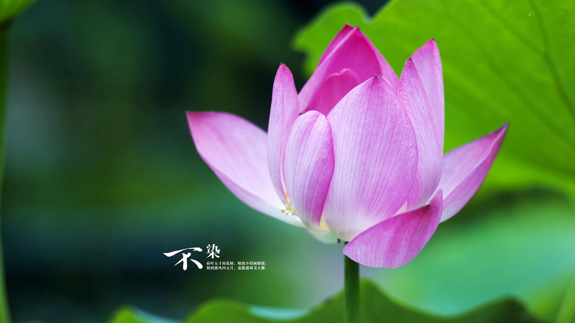 冰岛团队压制与梅西个人主宰，足球世界的两极荣耀