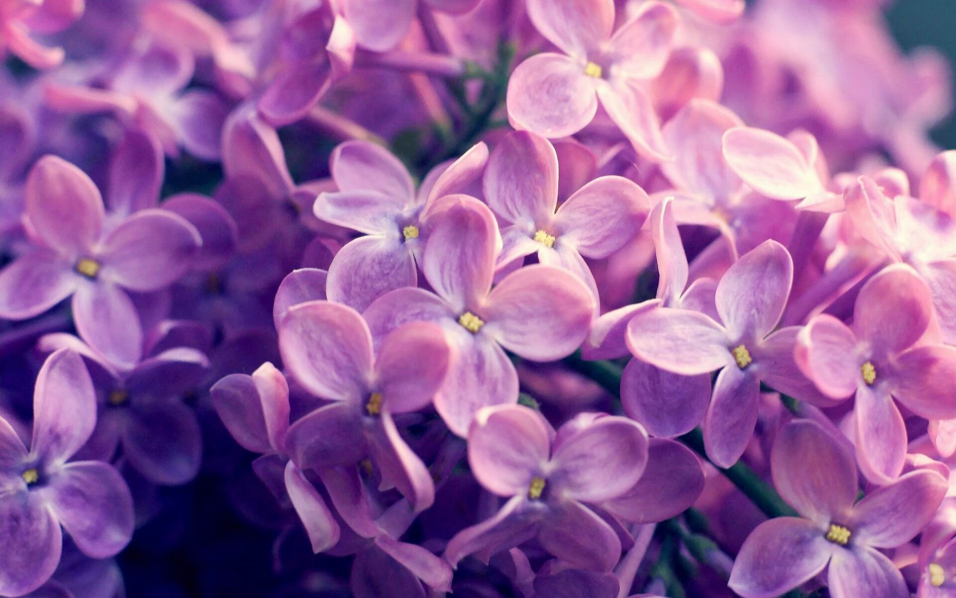 开拓者碾压广厦队,保罗统治级发挥定乾坤