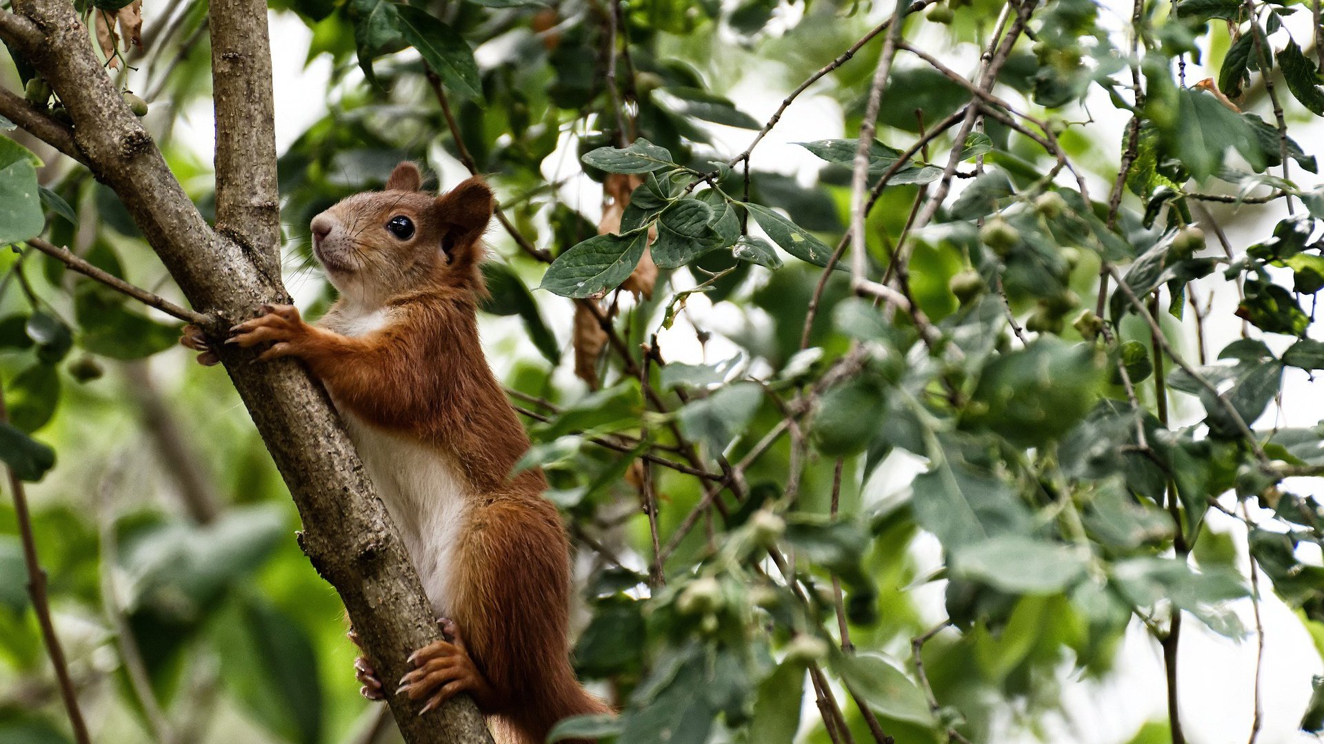 阿什拉夫魔法掌控,非洲雄狮轻取斗牛士,一场个人英雄主义与团队韧性的完美胜利