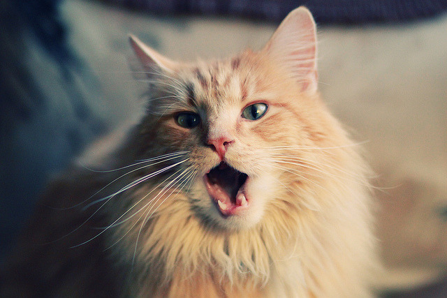 高地雄风与紫百合之焰，皮克点燃跨界足球圣火